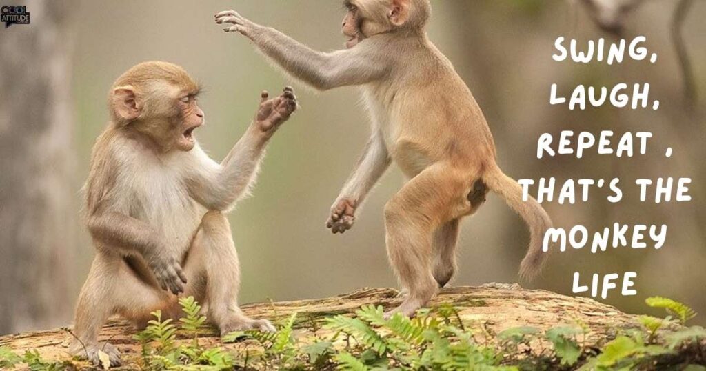 Monkey Memes and Humor